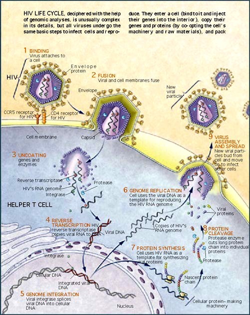 Cycle viral d'HIV*