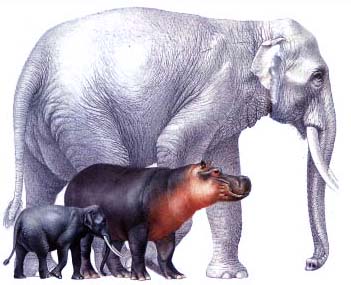 éléphant et hippopotame nains